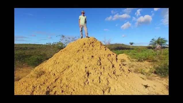 Biologiese wonder: Termiete bou al 4 000 jaar aan 200 miljoen grondhope