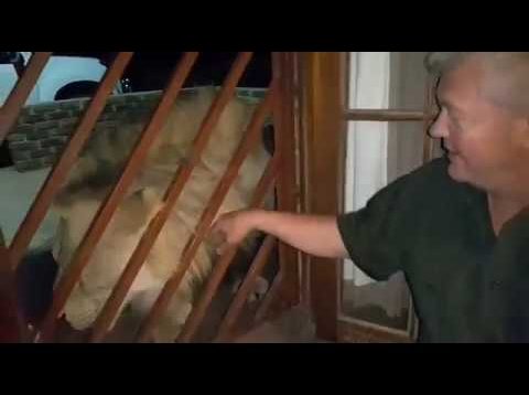 Boer se ongewone ‘waghond’ maak opslae 2