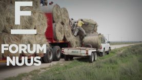 Forum Nuus: Meer as 200 bale voer vir boere in die Vrystaat geskenk – Droogte Hulp