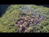 Knysna-brande: Video van smeulende onderbos