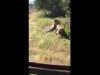 Leeu gryp man in reservaat