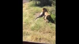 Leeu gryp man in reservaat