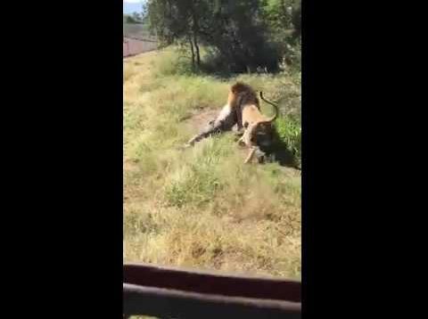 Leeu gryp man in reservaat