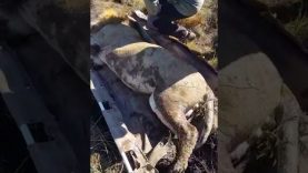 Mpumalanga se rondloperleeu gevind