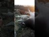 Video: Beesvrektes nie weens ‘politieke motiewe’