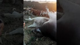Video: Beesvrektes nie weens ‘politieke motiewe’