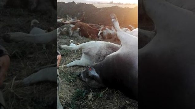 Video: Beesvrektes nie weens ‘politieke motiewe’