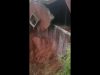 Walle van Mobeni-waterreservoir in Durban gee mee
