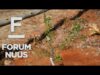 Forum Nuus: AfriForum wil 1 000 bome in September plant 03-09-2024