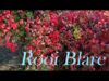 Rooi Blare!