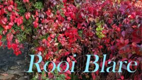 Rooi Blare!