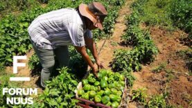 Forum Nuus: Gesamentlike landbouprojek lewer goeie oeste 28-01-2026